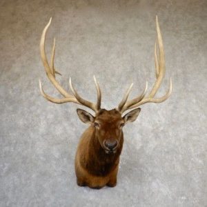 elk head taxidermy, taxidermy elk head for sale, taxidermy elk head price, cost of taxidermy elk head, how expensive is it to taxidermy an elk head