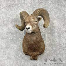 bighorn sheep taxidermy, bighorn sheep taxidermy for sale, desert bighorn sheep taxidermy, bighorn sheep real horn skull taxidermy, bighorn sheep taxidermy forms