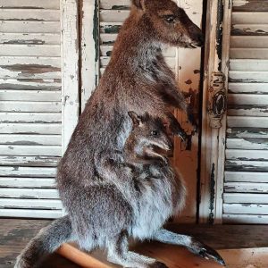 taxidermy kangaroo for sale, bad taxidermy kangaroo, buy kangaroo taxidermy, buy taxidermy kangaroo, faux taxidermy kangaroo