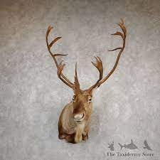caribou ridge taxidermy, caribou taxidermy for sale, caribou taxidermy forms, caribou taxidermy prices
